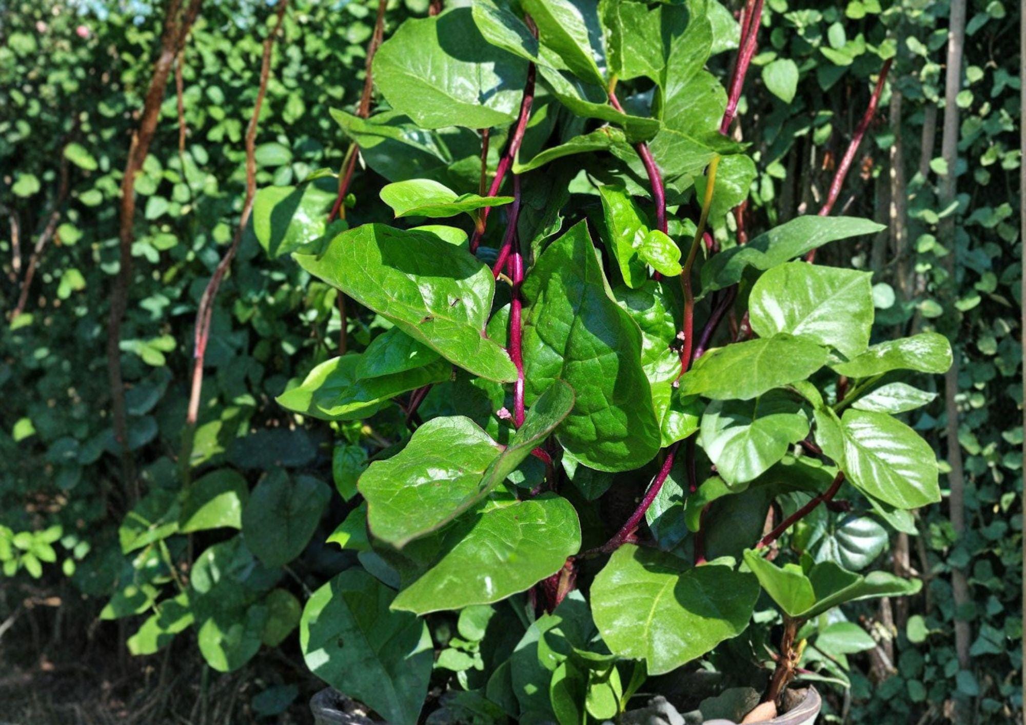 Red Stem Malabar Spinach Seeds – Heirloom Climbing Vegetable, Summer Garden Vine, Fast Shipping