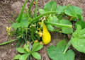 Heirloom Crookneck Squash Seeds – Yellow Summer Vegetable Garden, Easy to Grow, 10 Seeds