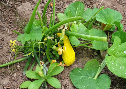 Heirloom Crookneck Squash Seeds – Yellow Summer Vegetable Garden, Easy to Grow, 10 Seeds