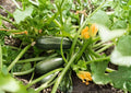 Dark Green Zucchini Seeds – Heirloom Summer Squash, Tender Vegetable, 10 Seeds – Bloom Haven Nursery