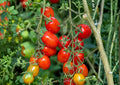 Heirloom Roma Tomato Seeds – Plum Paste Variety for Rich Flavor Sauces – Non-GMO, Organic, Heirloom, Vegetable Seeds