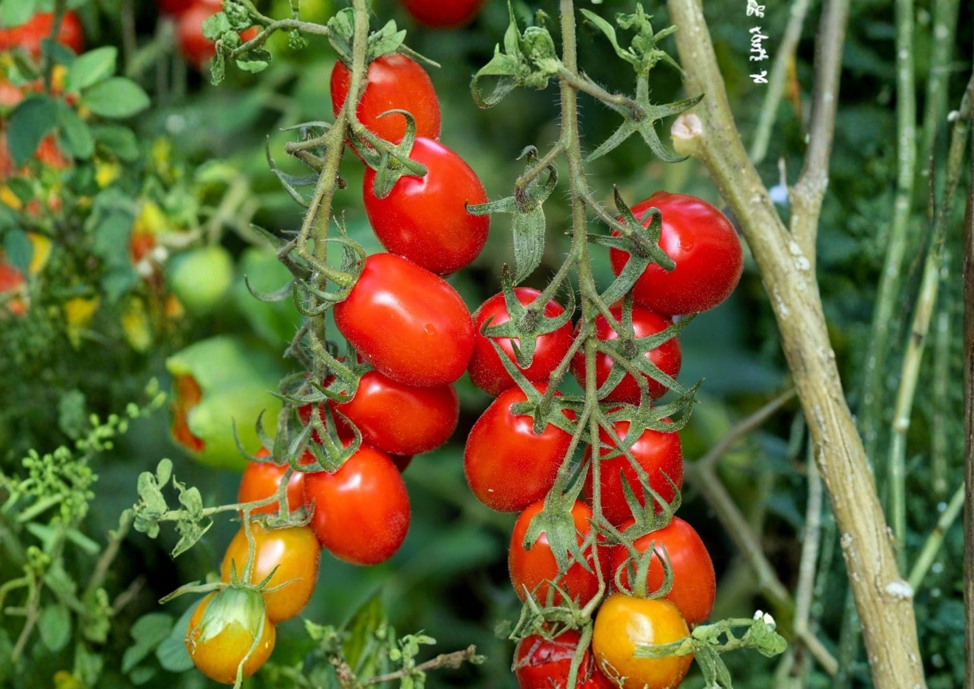 Heirloom Roma Tomato Seeds – Plum Paste Variety for Rich Flavor Sauces – Non-GMO, Organic, Heirloom, Vegetable Seeds