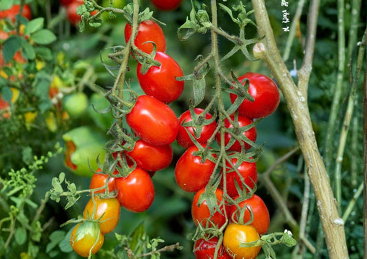 Heirloom Roma Tomato Seeds – Plum Paste Variety for Rich Flavor Sauces – Non-GMO, Organic, Heirloom, Vegetable Seeds