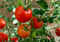 Floradel Tomato Seeds – Heirloom Red Slicing Variety for Warm Climates – Fast Growing, Non-GMO, Organic Gardening Seeds