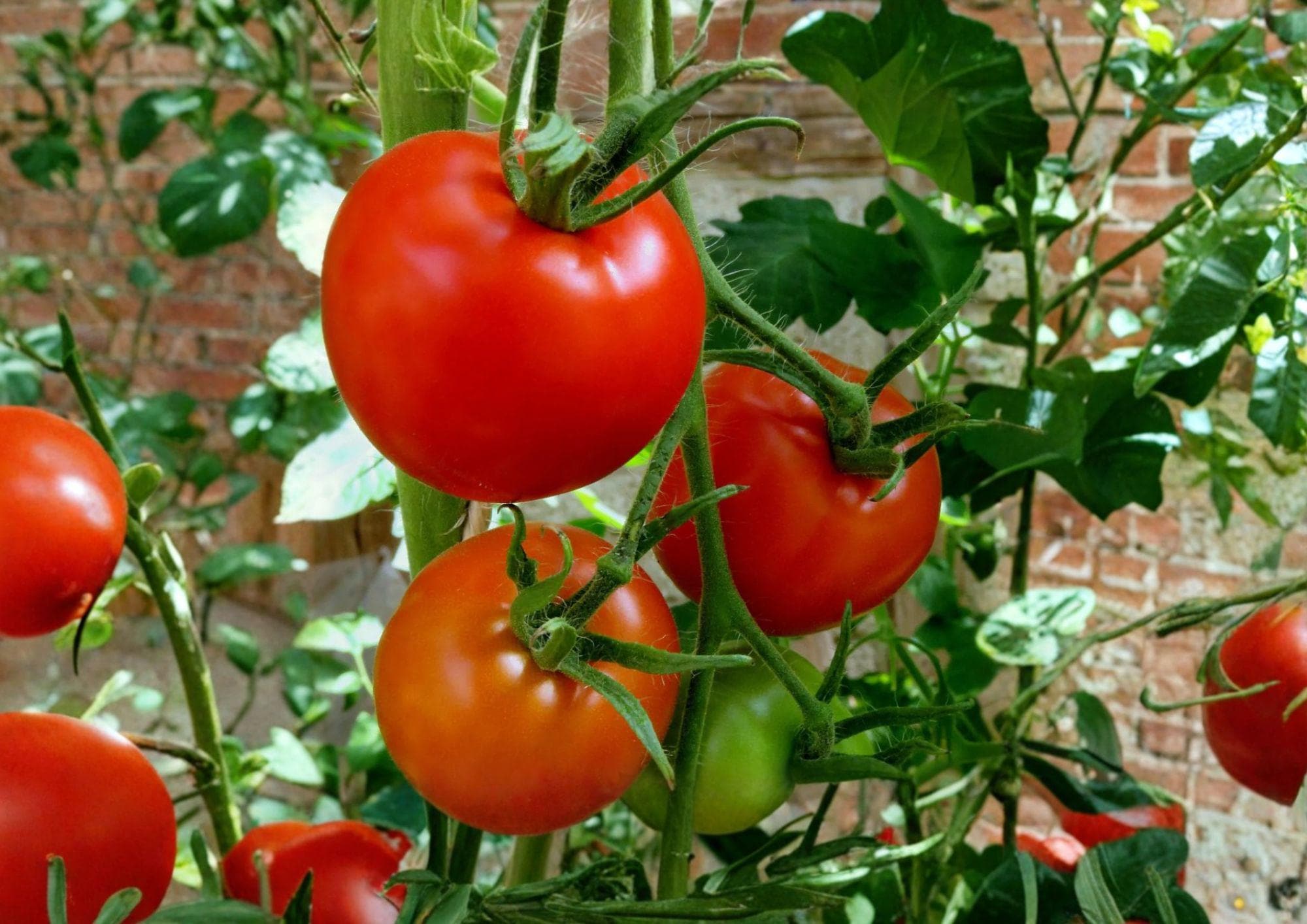 Floradel Tomato Seeds – Heirloom Red Slicing Variety for Warm Climates – Fast Growing, Non-GMO, Organic Gardening Seeds
