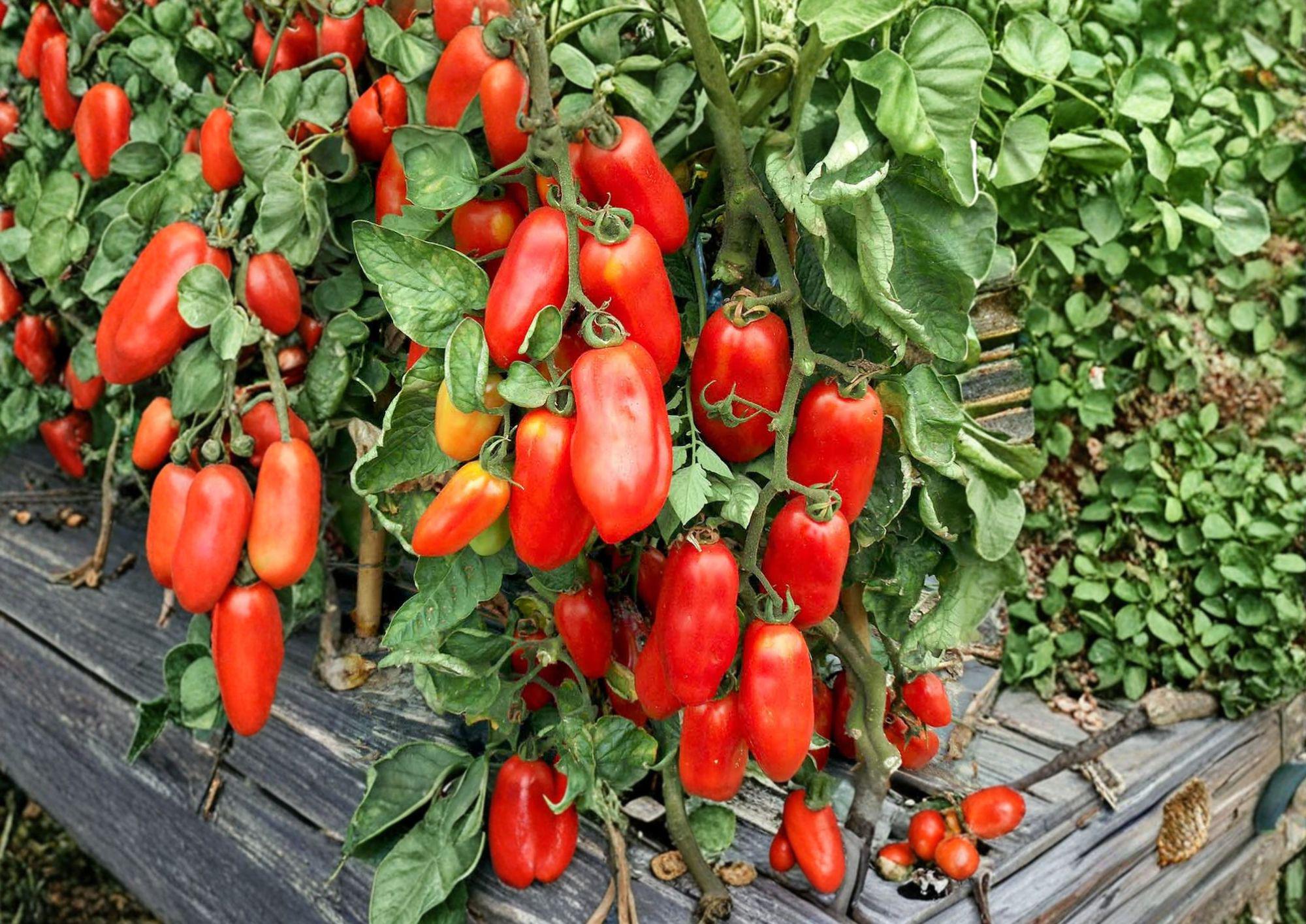San Marzano Tomato Seeds – Heirloom Italian Paste Vegetable Garden Seeds for Easy Growing