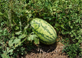 Jubilee Watermelon Seeds – Heirloom Vegetable Seeds for Sweet Red Melon Growing - Non-GMO, Organic, Garden Planting