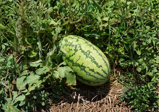Jubilee Watermelon Seeds – Heirloom Vegetable Seeds for Sweet Red Melon Growing - Non-GMO, Organic, Garden Planting