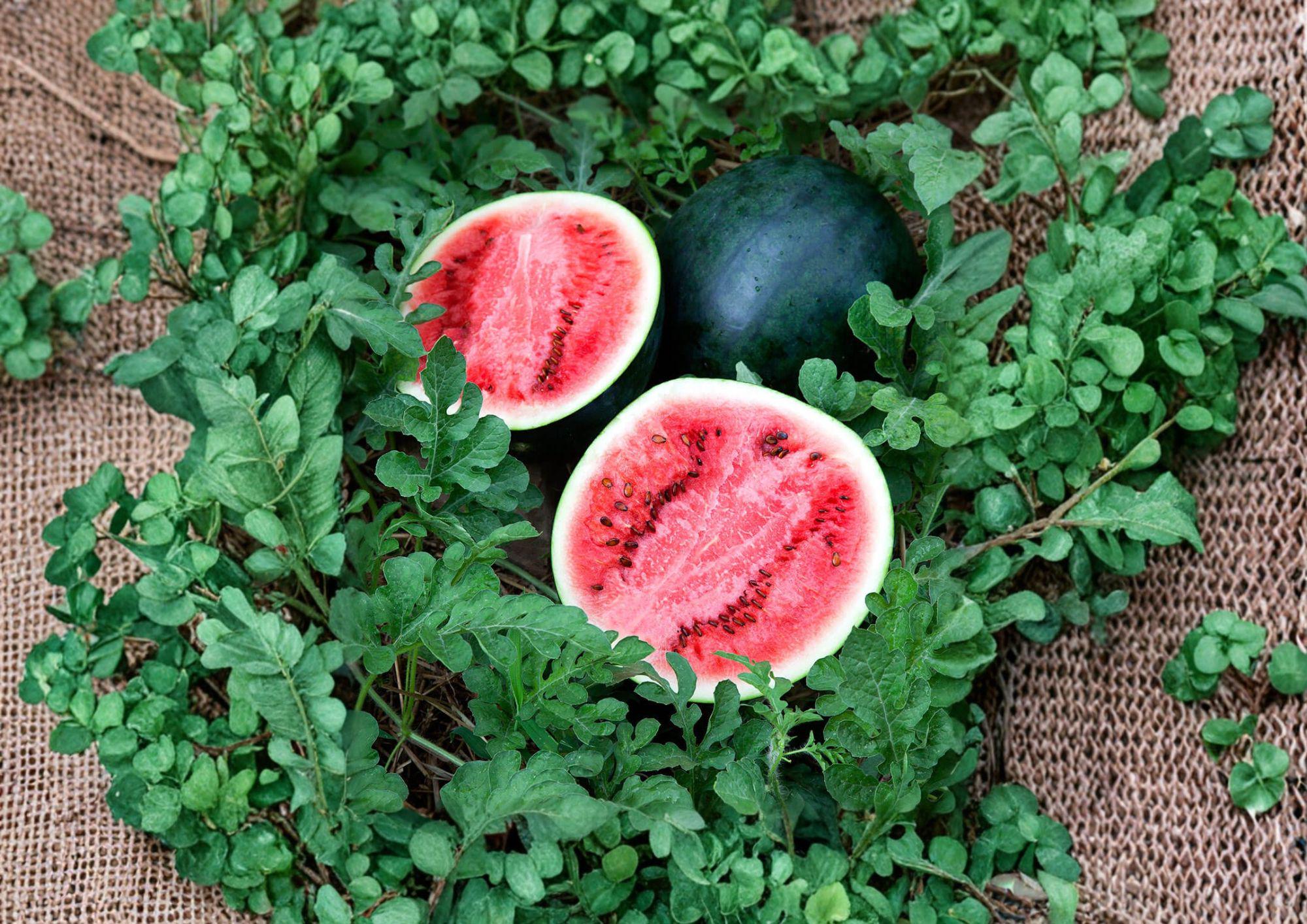 Sugar Baby Watermelon Seeds – Heirloom Small Sweet Melon Seeds for Gardening – Fresh Stock