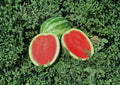 Crimson Sweet Watermelon Seeds – Heirloom Large Striped Melon Seeds for Gardening and Planting