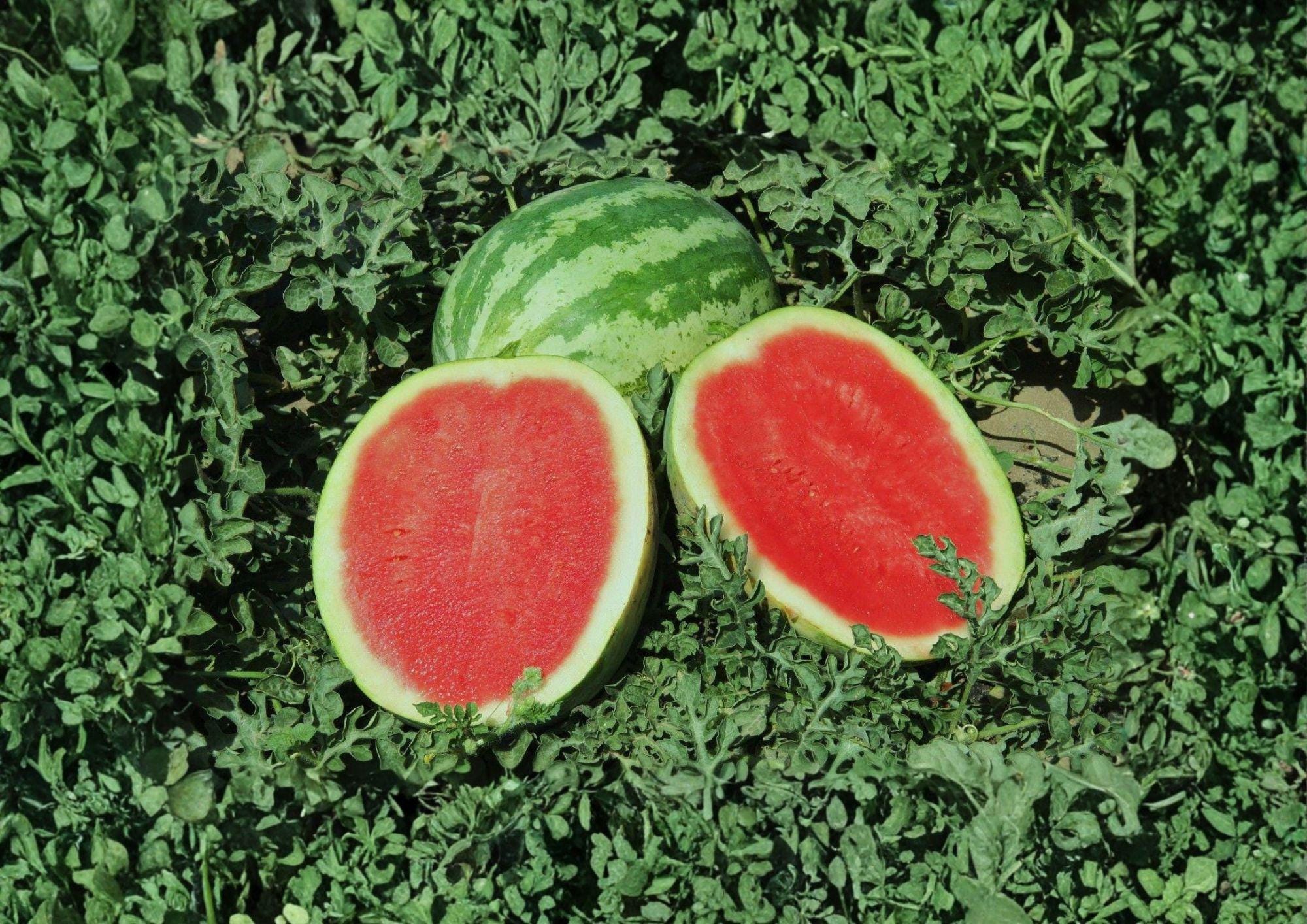 Crimson Sweet Watermelon Seeds – Heirloom Large Striped Melon Seeds for Gardening and Planting
