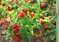 Red Cherry Sweet Pepper Seeds – 25 Heirloom Vegetable Seeds for Mild Peppers, Easy to Grow, Culinary Use, Non-GMO Capsicum annuum
