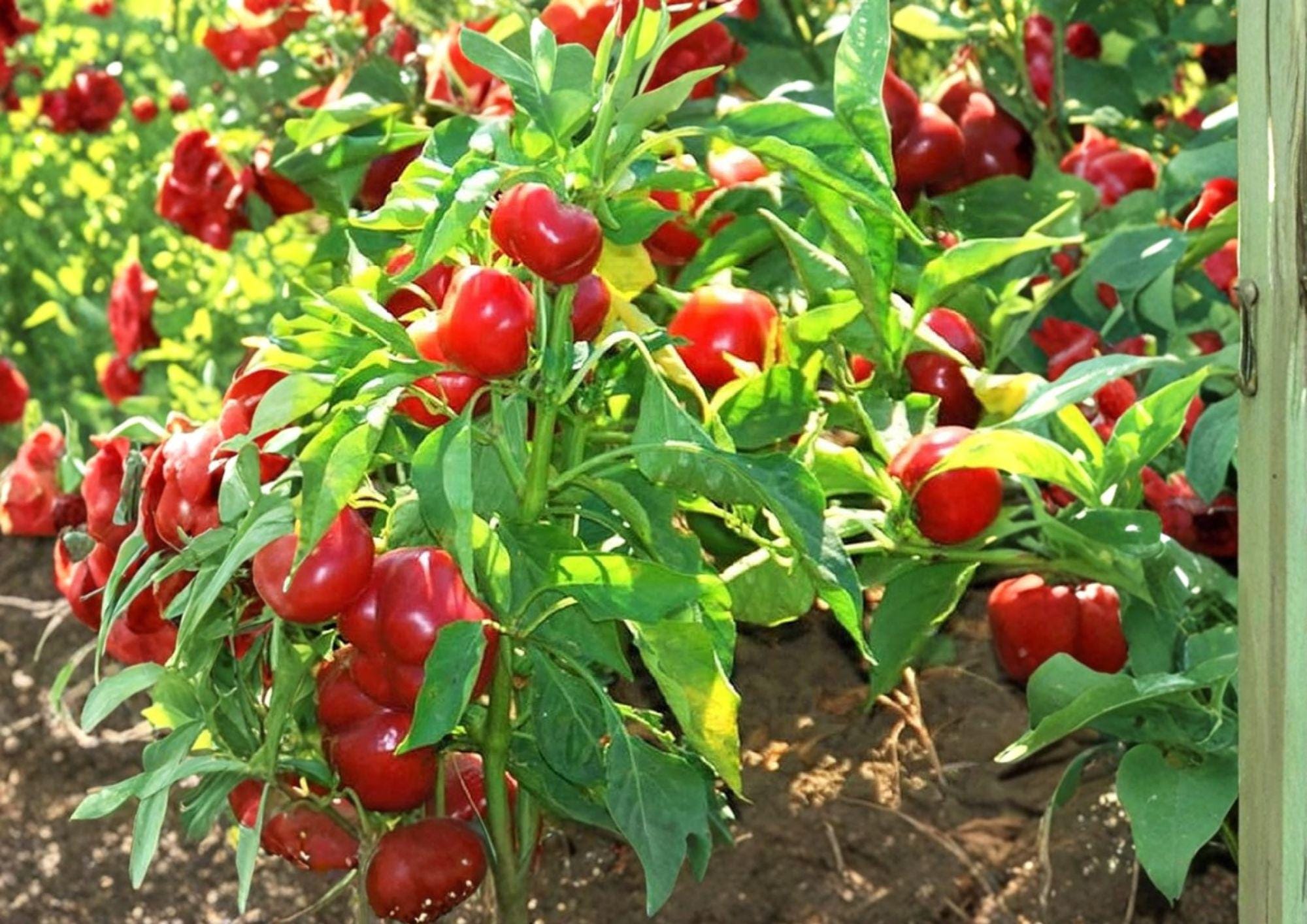 Red Cherry Sweet Pepper Seeds – 25 Heirloom Vegetable Seeds for Mild Peppers, Easy to Grow, Culinary Use, Non-GMO Capsicum annuum