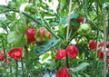 Caribbean Red Habanero Pepper Seeds – 25 Heirloom Tropical Chili Seeds for Hot Garden, Warm Season Vegetable Seeds