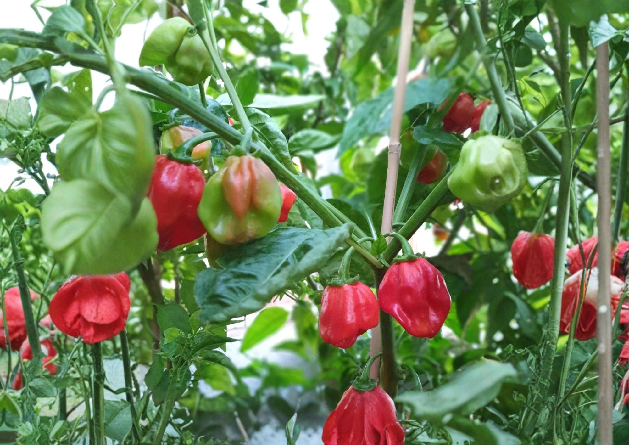 Caribbean Red Habanero Pepper Seeds – 25 Heirloom Tropical Chili Seeds for Hot Garden, Warm Season Vegetable Seeds