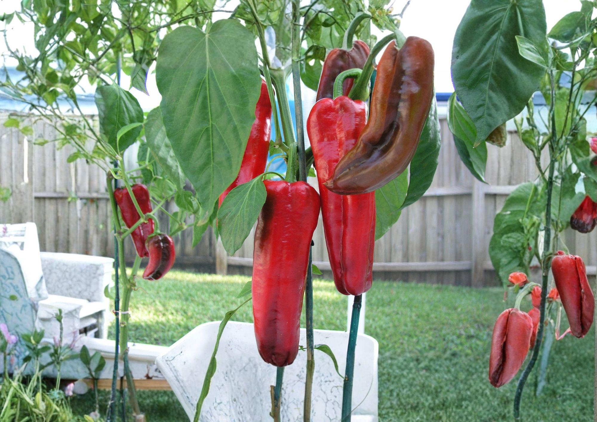 Giant Marconi Pepper Seeds – Heirloom Italian Sweet Vegetable Garden – 25 Seeds