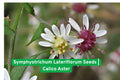 Symphyotrichum Lateriflorum Seeds | Calico Aster Perennial Wildflower for Pollinators, Native Garden