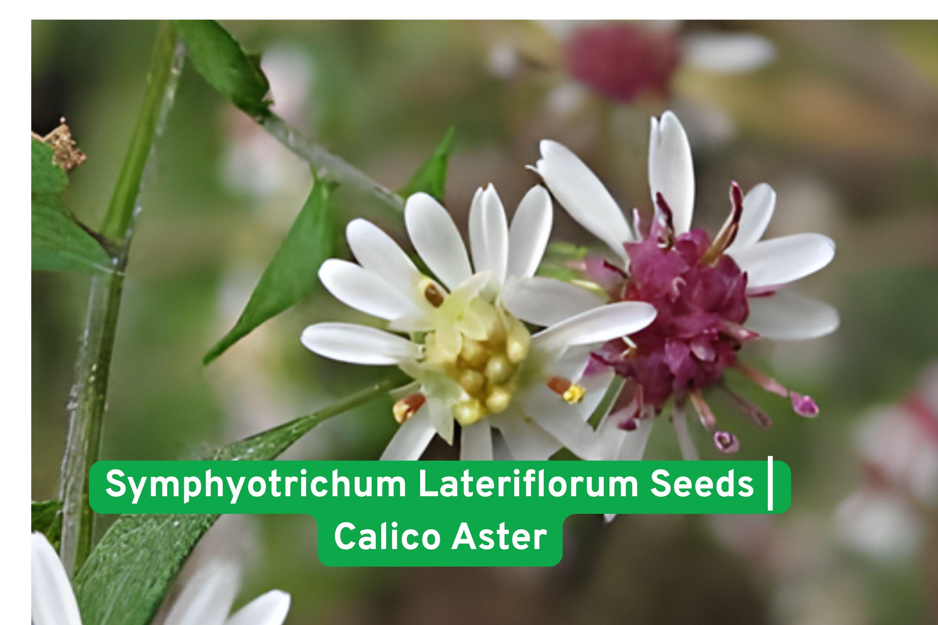 Symphyotrichum Lateriflorum Seeds | Calico Aster Perennial Wildflower for Pollinators, Native Garden