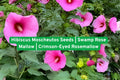 Hibiscus Moscheutos Seeds | Swamp Rose Mallow | Native Perennial Flower for Pollinators & Wet Areas