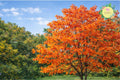 Sassafras Tree Bare Root 2 Pack - Sassafras Albidum Native Deciduous Tree for Landscaping and Wildlife