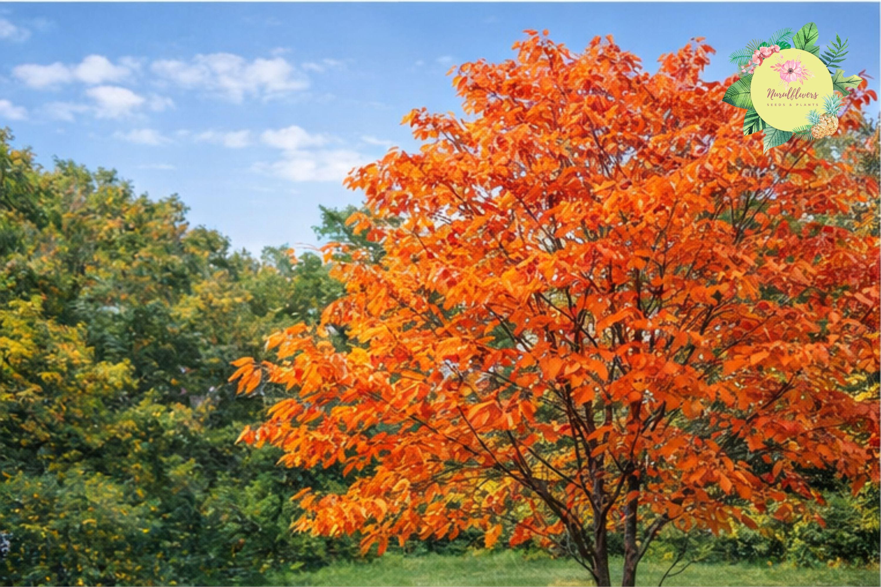 Sassafras Tree Bare Root 2 Pack - Sassafras Albidum Native Deciduous Tree for Landscaping and Wildlife