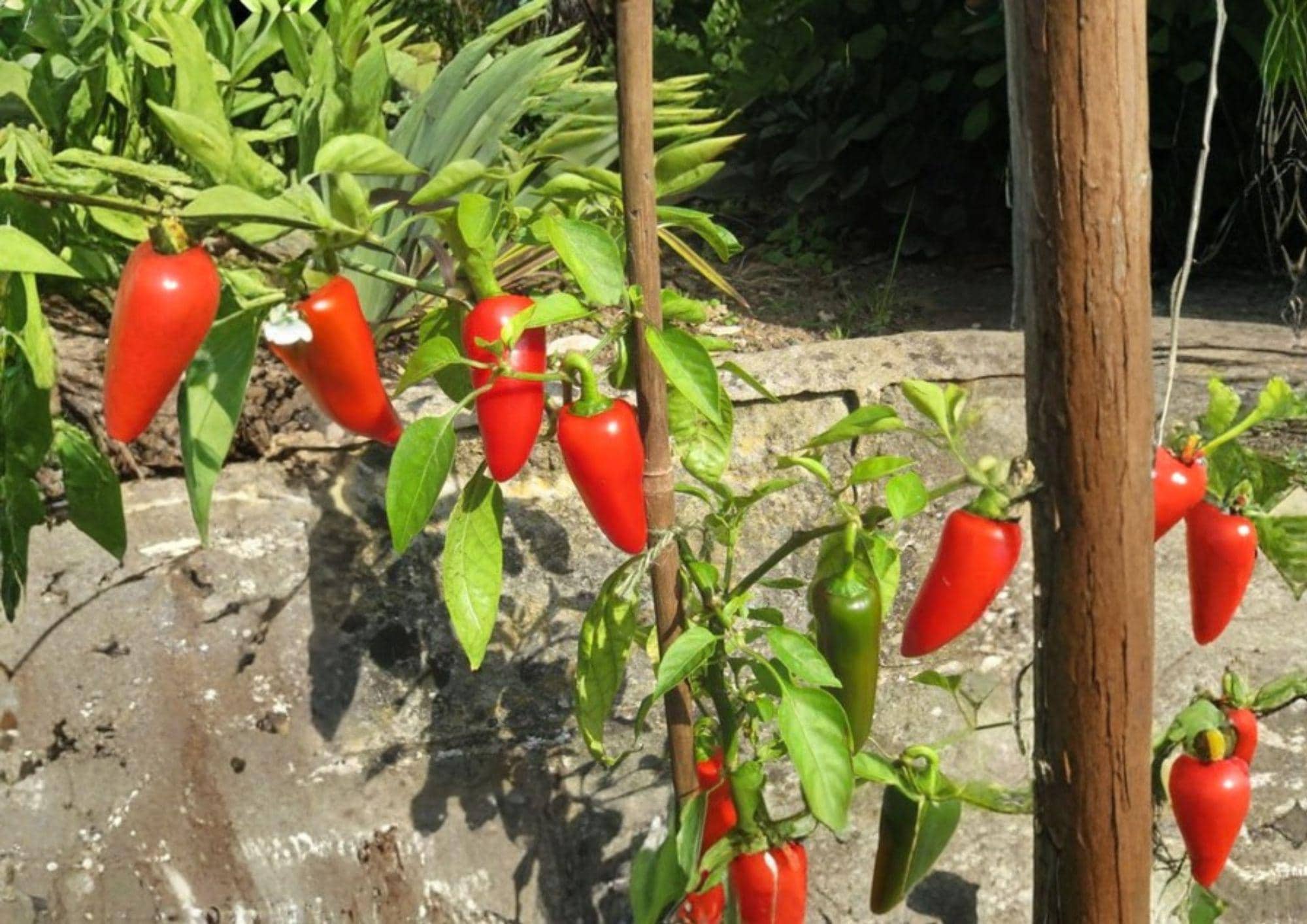 Fresno Chile Hot Pepper Seeds – Heirloom Vegetable, Medium Heat, Fruity Flavor, Garden Growing, BloomHavenNursery