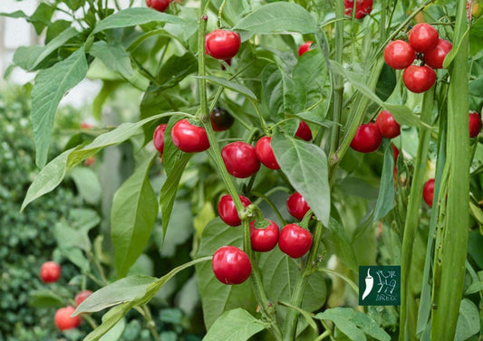 Hot Cherry Pepper Seeds – Heirloom Spicy Red Vegetable for Garden, Easy to Grow, Culinary Use, Capsicum annuum