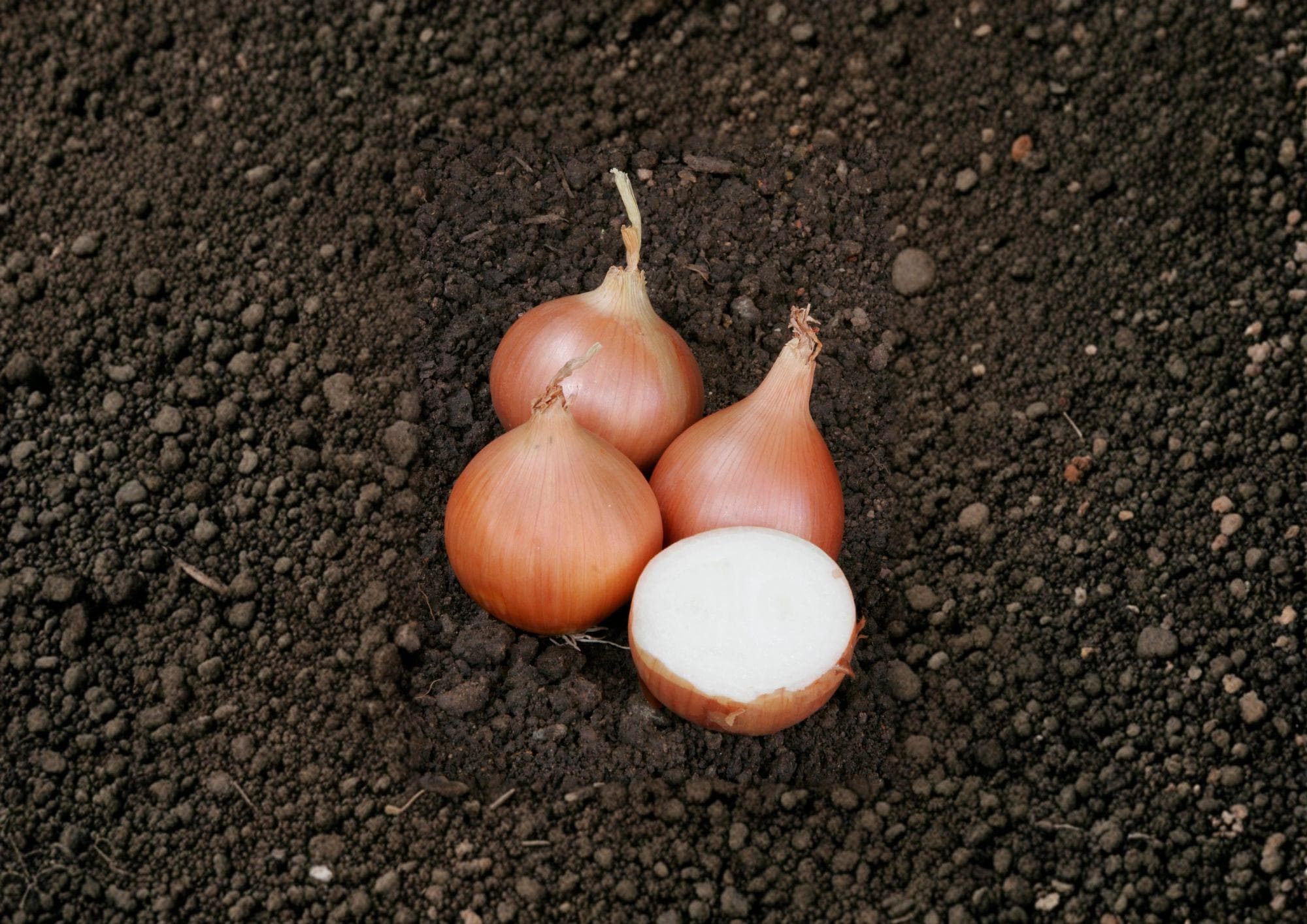 Texas Grano 502 Onion Seeds – 50 Heirloom Sweet Yellow Onion Seeds for Gardening and Cooking