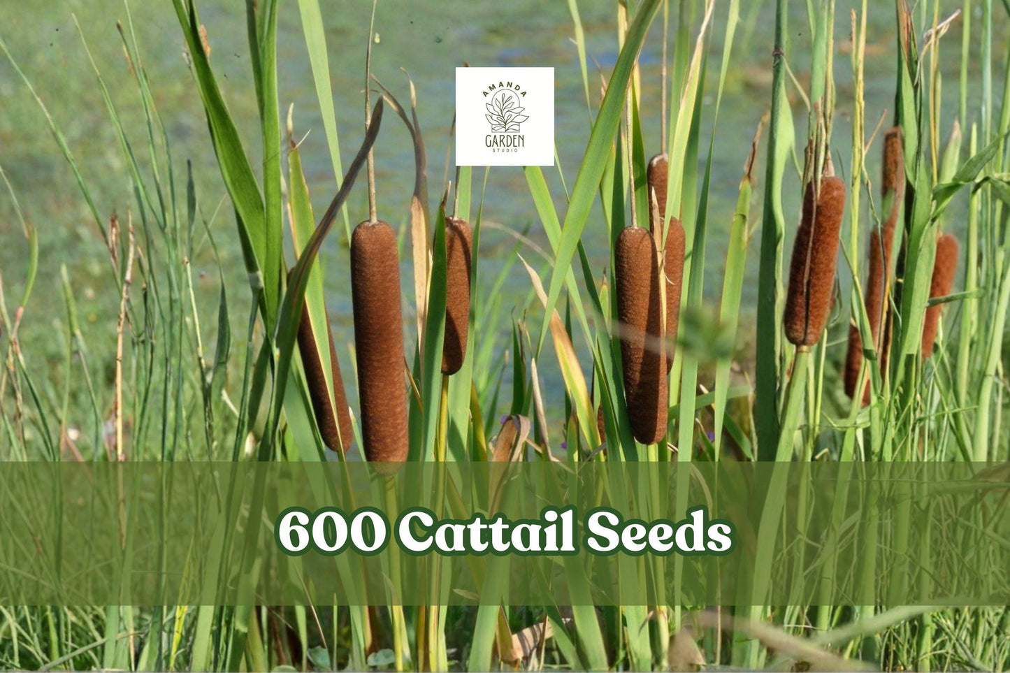 600 Cattail Seeds for Wetland Planting, Typha spp. for Ponds & Water Gardens