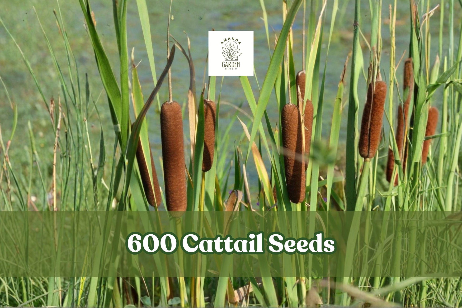 600 Cattail Seeds for Wetland Planting, Typha spp. for Ponds & Water Gardens