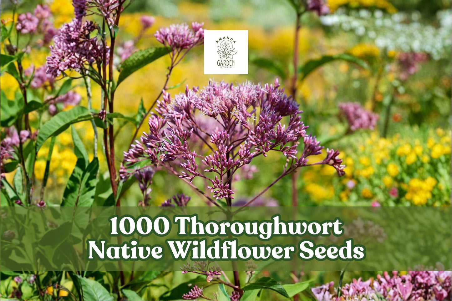 Thoroughwort Wildflower Seeds 1,000 Eupatorium perfoliatum Native Perennial for Pollinator Gardens