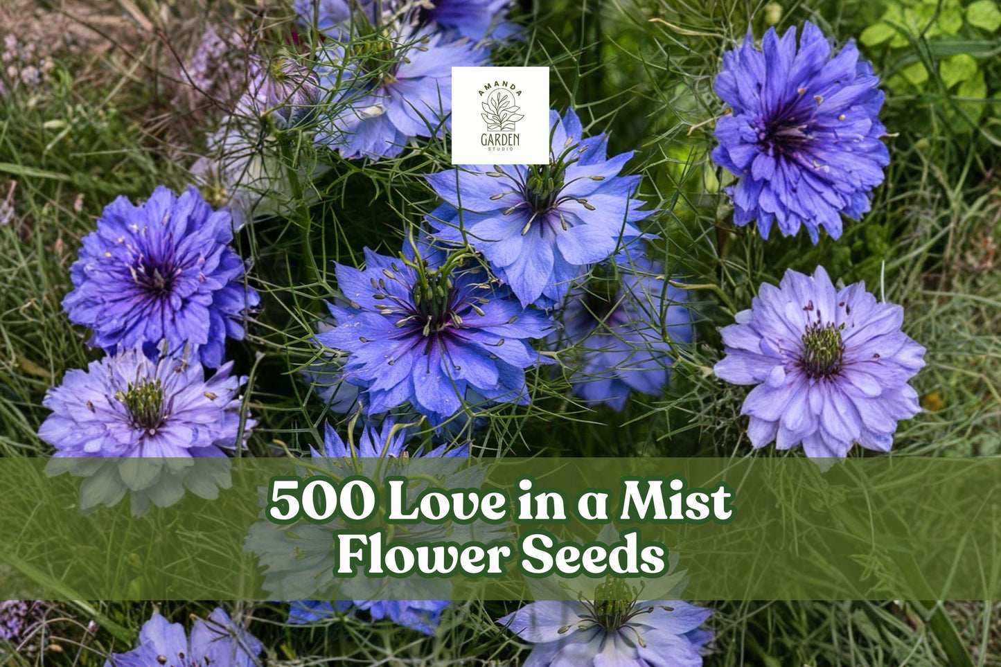 500 Love in a Mist Flower Seeds – Nigella damascena, Ornamental Annual for Garden Beds & Borders