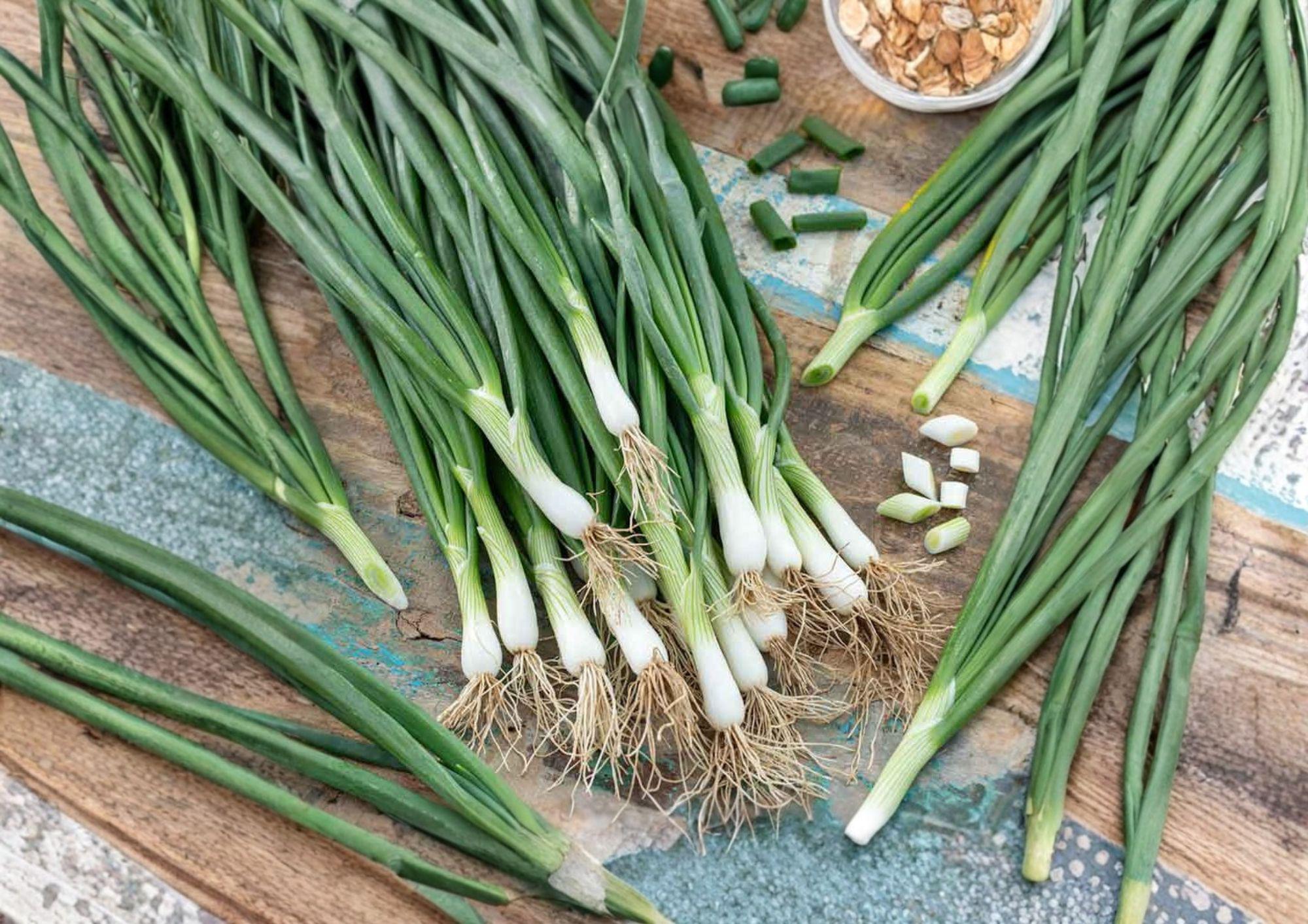 White Lisbon Bunching Onion Seeds – Heirloom Vegetable for Spring and Fall Gardens – Fast Shipping
