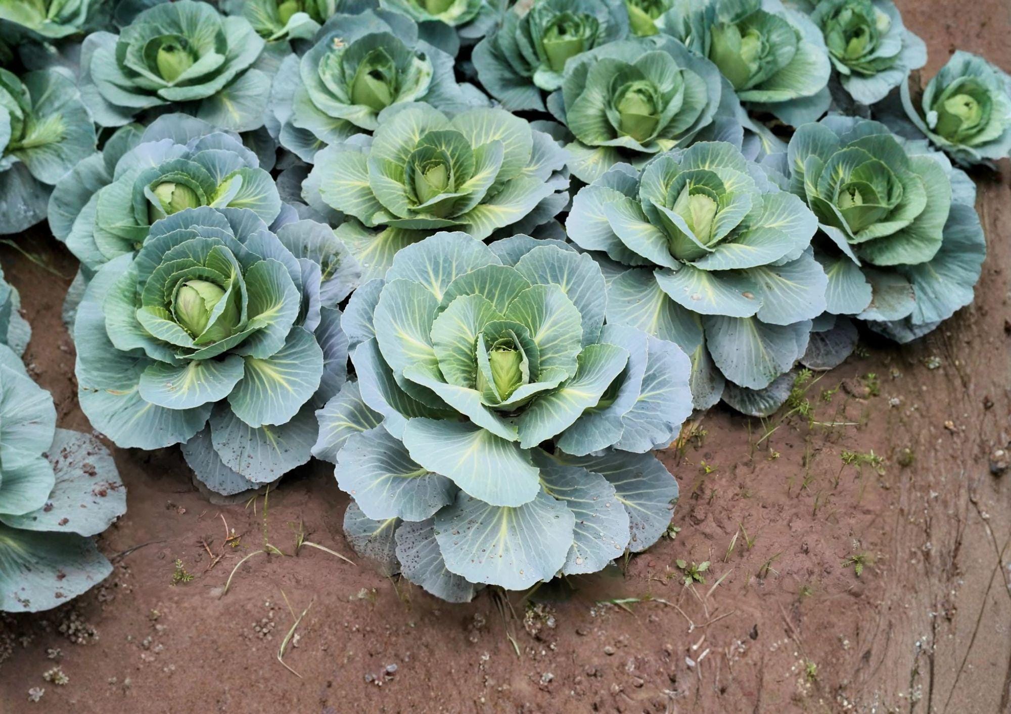 Danish Ballhead Cabbage Seeds – 500 Heirloom Vegetable Seeds for Garden Growing, Easy to Grow Brassica oleracea