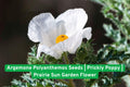 Argemone Polyanthemos Seeds | Prickly Poppy Wildflower | Drought-Tolerant Prairie Sun Garden Flower | Native North American Plant