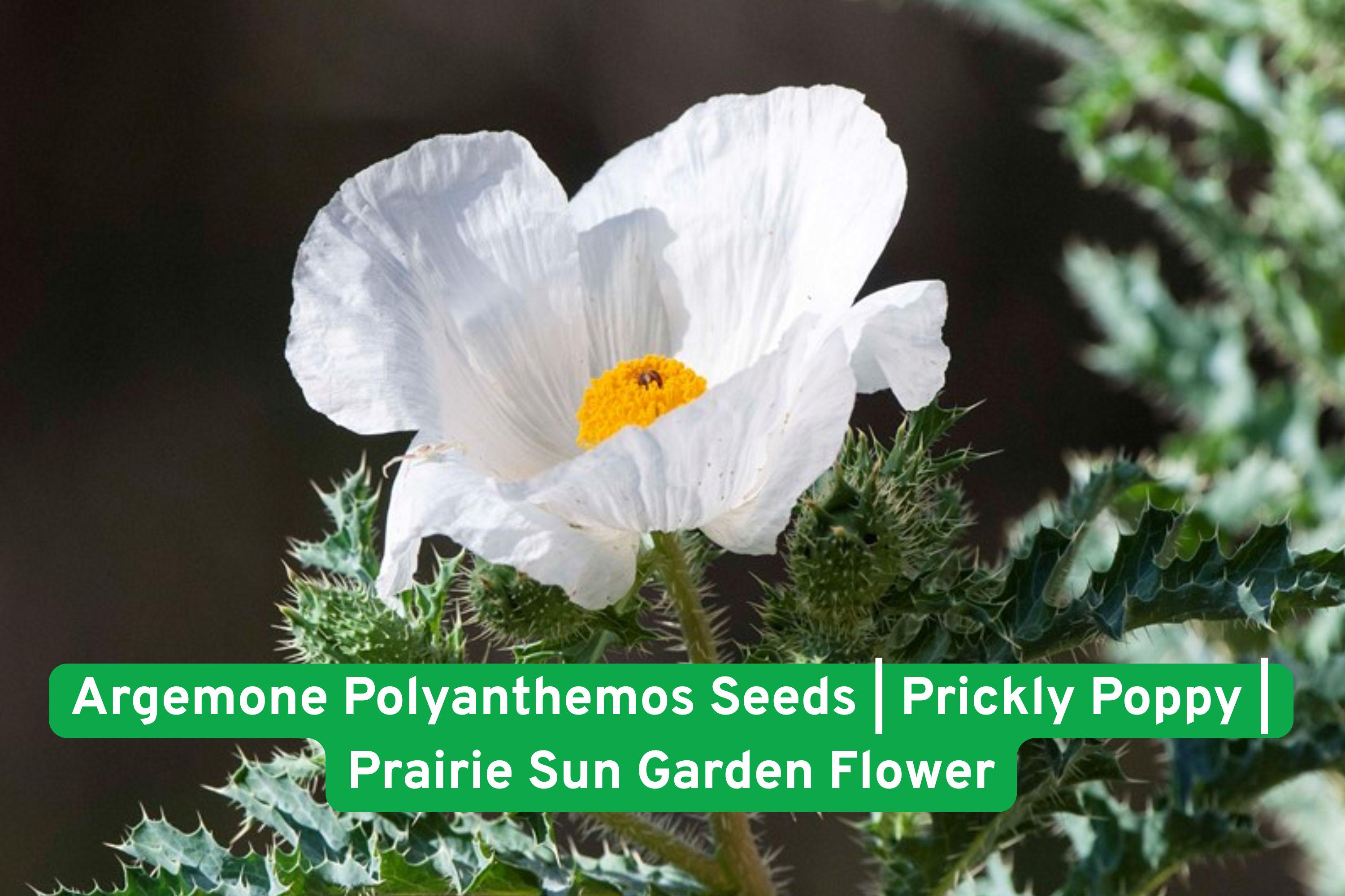 Argemone Polyanthemos Seeds | Prickly Poppy Wildflower | Drought-Tolerant Prairie Sun Garden Flower | Native North American Plant