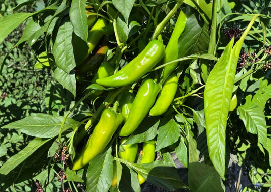 Hatch Rattlesnake Pepper Seeds – Heirloom New Mexico Chili, Spicy Garden Growing, 25 Seeds