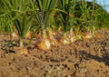 Walla Walla Sweet Onion Seeds – 50 Heirloom Vegetable Seeds for Mild Yellow Bulbs – Allium cepa