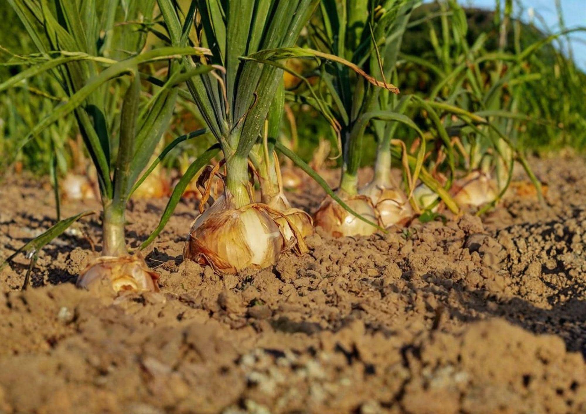 Walla Walla Sweet Onion Seeds – 50 Heirloom Vegetable Seeds for Mild Yellow Bulbs – Allium cepa