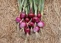 Southport Red Globe Onion Seeds – 50 Heirloom Vegetable Seeds for Storage Bulbs – Fast Growing Allium cepa
