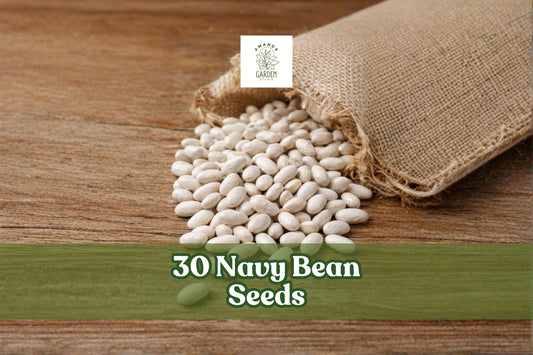 Navy Bean Seeds 30 Pack – White Kidney Beans, Bush Variety, Phaseolus vulgaris, for Home Garden Planting