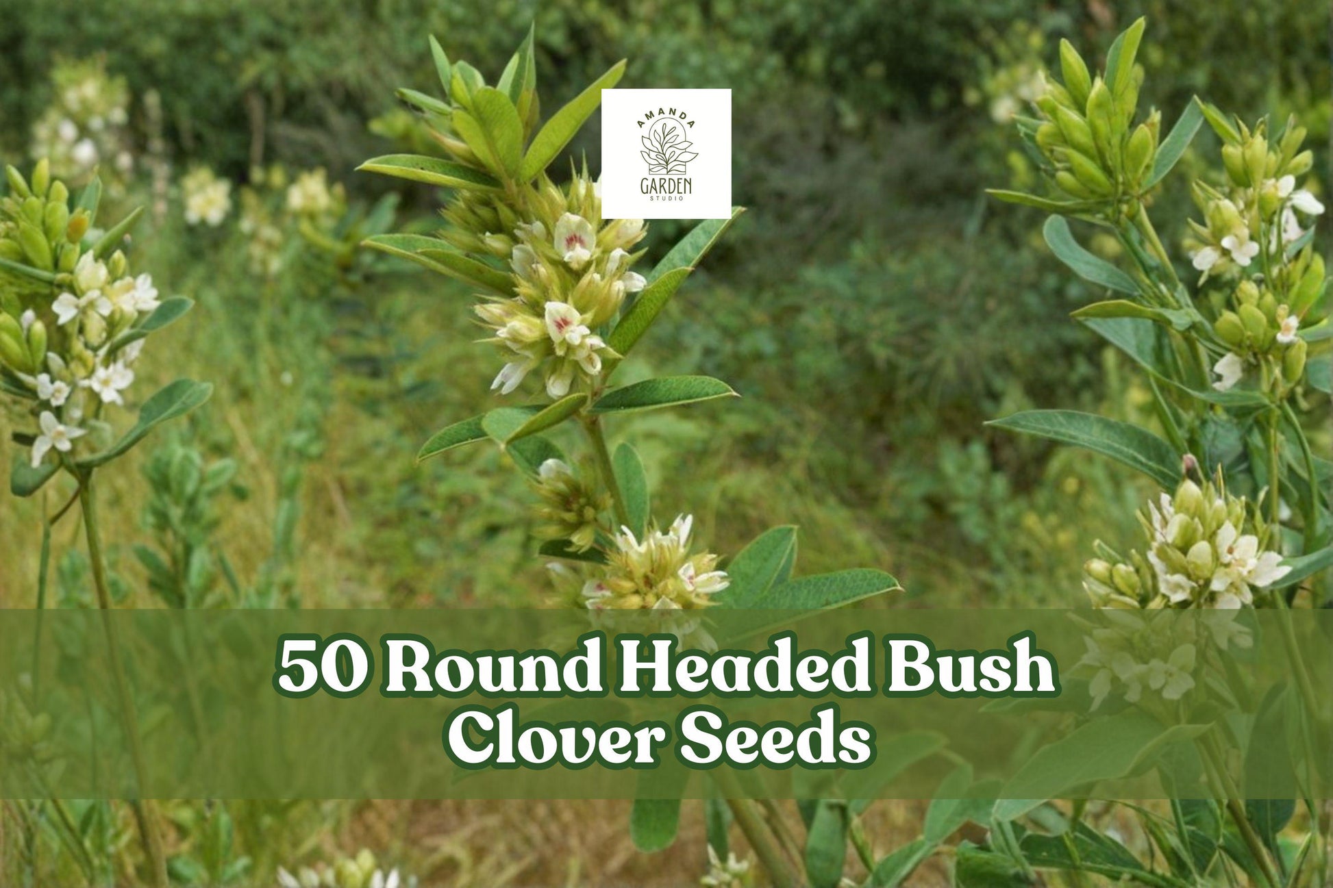 50 Round Headed Bush Clover Seeds Lespedeza capitata Native Perennial Wildflower for Native Gardens