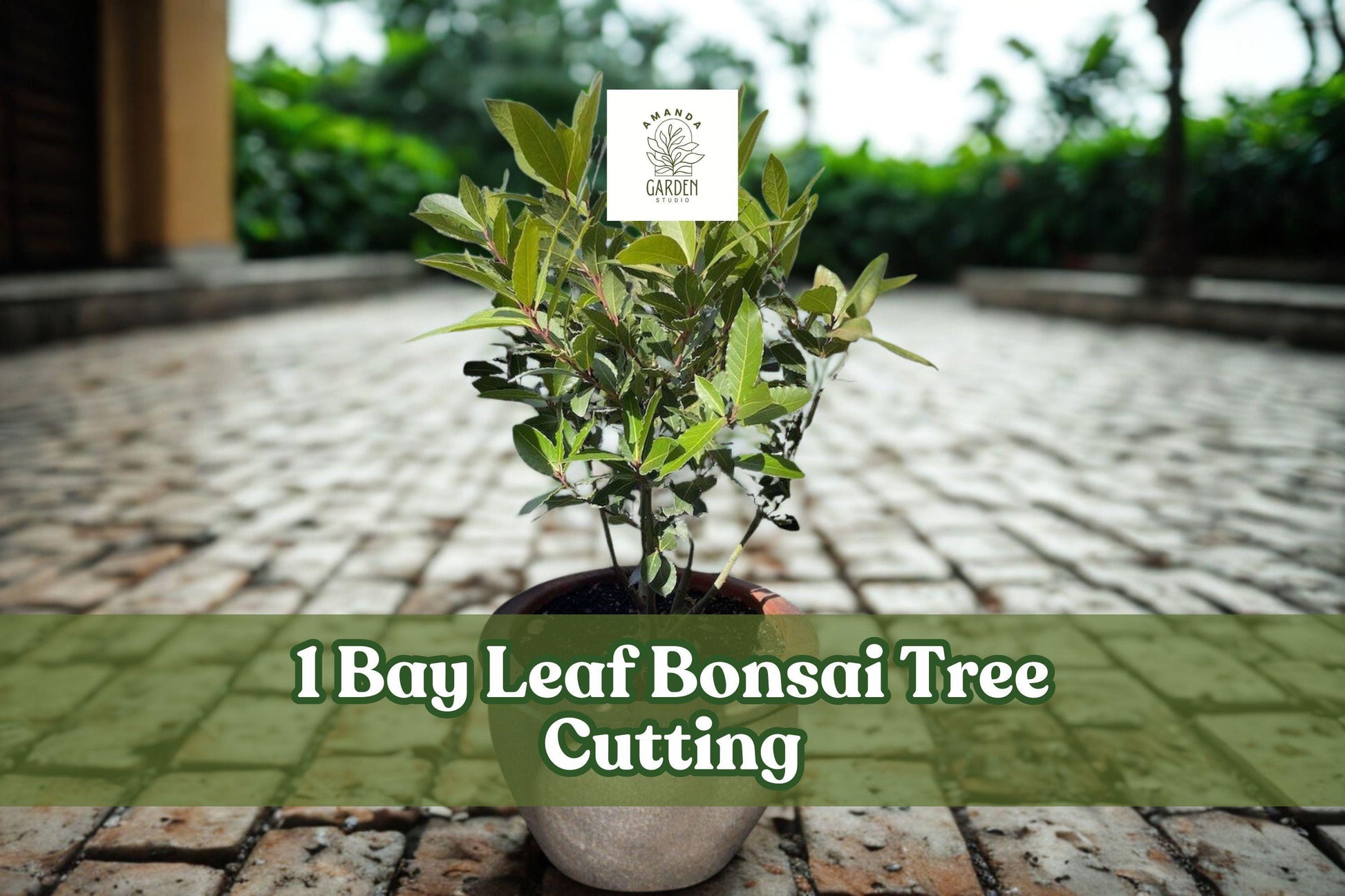 Bay Leaf Bonsai Tree Cutting – Ornamental Indoor/Outdoor Bonsai Starter with Thick Trunk, Live Plant for Training and Decoration