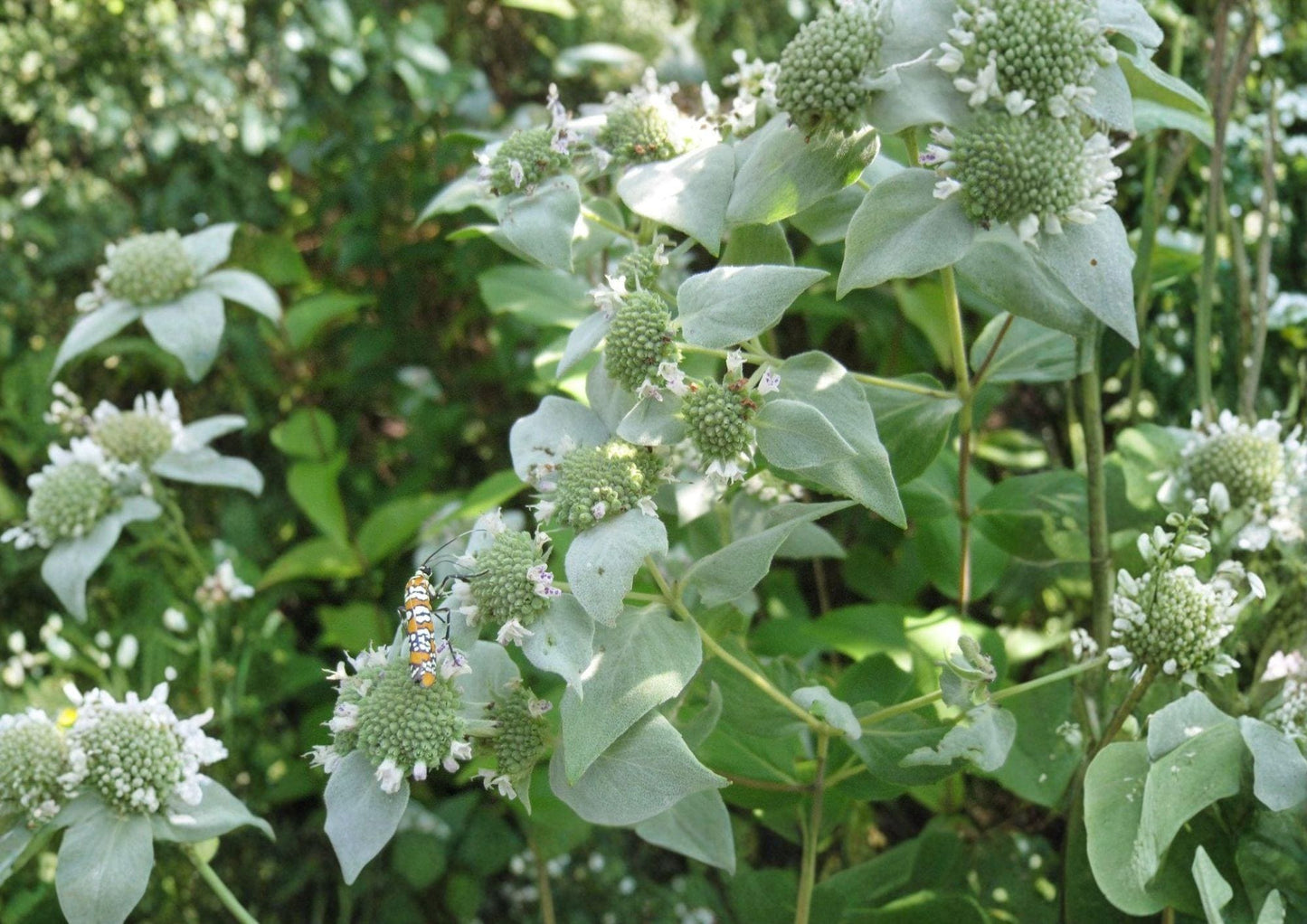 Mountain Mint Herb Seeds – Heirloom Aromatic Perennial, Pollinator Friendly Garden Growing, New Harvest Quality