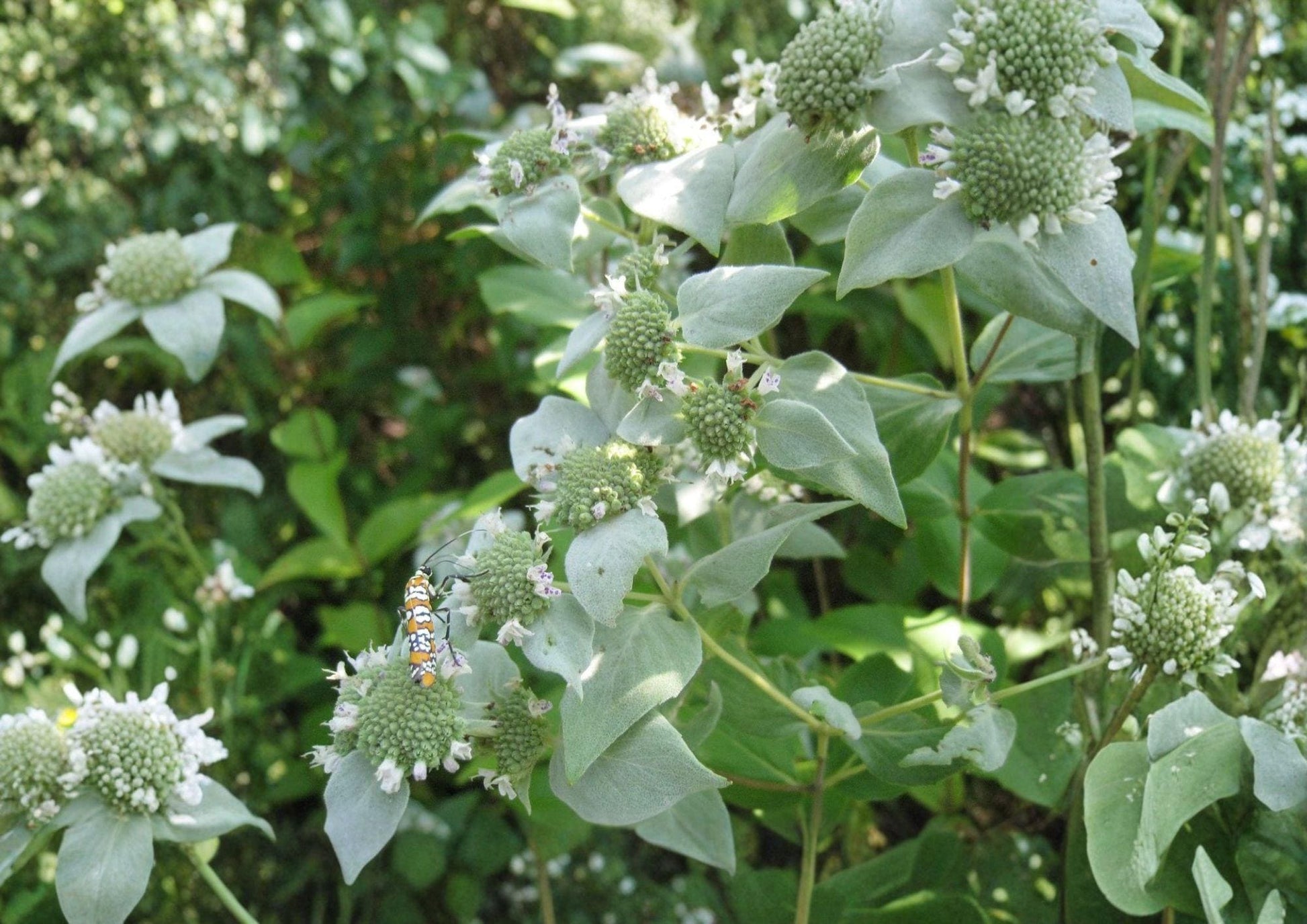Mountain Mint Herb Seeds – Heirloom Aromatic Perennial, Pollinator Friendly Garden Growing, New Harvest Quality