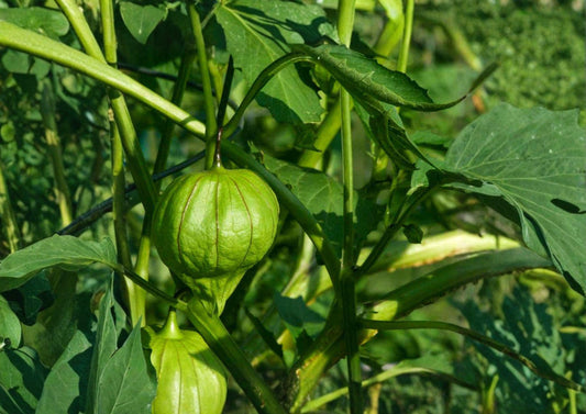 Heirloom Tomatillo Verde Seeds – 30 Seeds for Salsa Garden Growing – Organic, Non-GMO, Fresh Stock