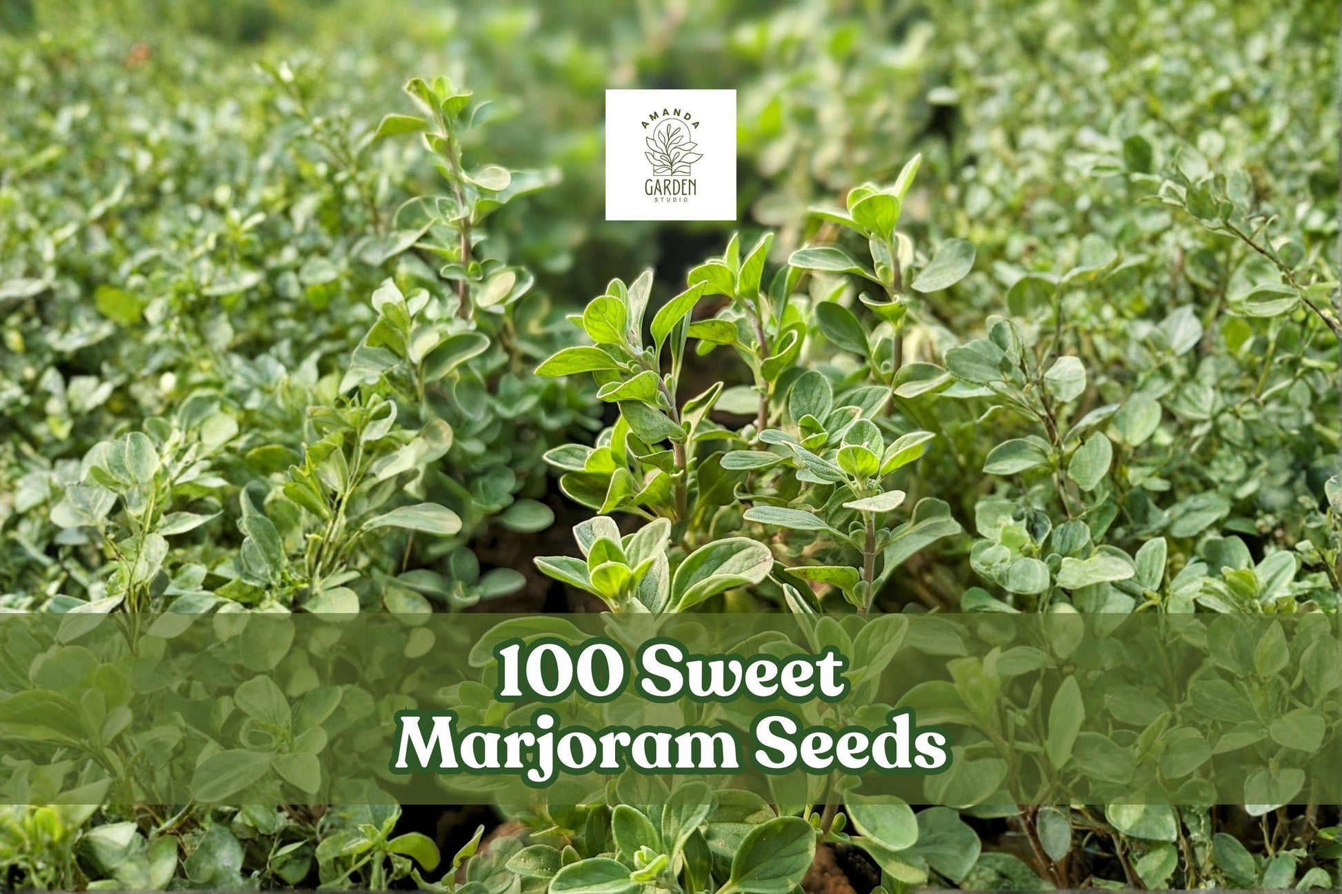 100 Sweet Marjoram Seeds – Origanum Majorana Culinary Herb, Pollinator-Friendly Perennial for Herb Gardens & Containers