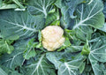 Self Blanching Cauliflower Seeds – 500 Heirloom Vegetable Seeds for Spring and Fall Gardens