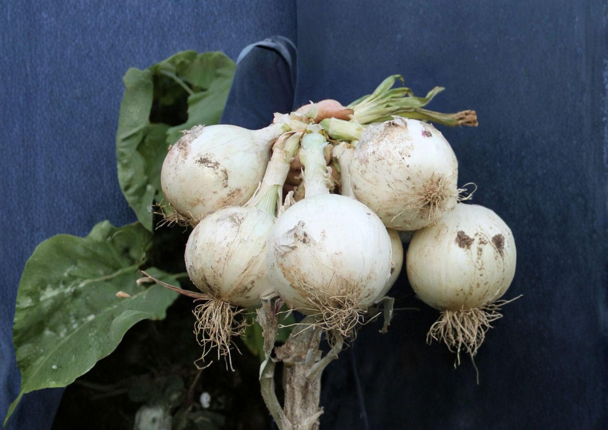 Ringmaster Onion Seeds – 50 Heirloom Vegetable Seeds for Large Mild White Bulbs, Garden Planting, Allium cepa