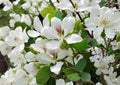 Bauhinia Alba Seeds – 10 Orchid Tree Seeds for White Butterfly Blooms, Tropical Garden Plant, Fresh Stock